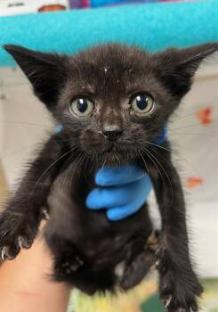 ZORAK -  Domestic Short Hair Cat for Adoption in Riverside, California - ZORAK | PetCurious