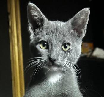 Bespin -  Domestic Short Hair Cat for Adoption in Dallas, Texas - Bespin | PetCurious