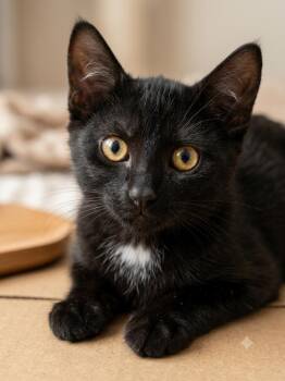 Giorgio (bonded with Giacomo) -  Domestic Short Hair Cat for Adoption in Vaughan, Ontario - Giorgio (bonded With Giacomo) | PetCurious