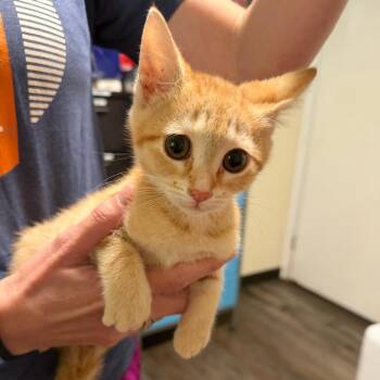 Cheeto 2 -  Domestic Short Hair Cat for Adoption in Sequatchie, Tennessee - Cheeto 2 | PetCurious
