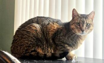 Rescue Tabby Cats for Adoption in Hollywood, Florida - Sweetie | PetCurious