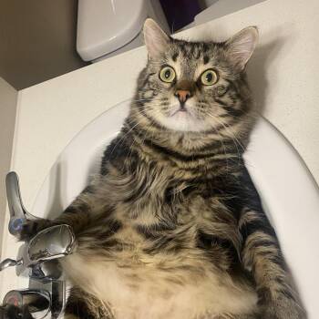 Milo -  Domestic Medium Hair Cat for Adoption in Reno, Nevada - Milo | PetCurious