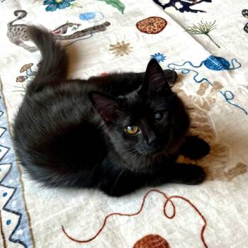 Lillian & Edith Bonded Sisters -  Domestic Long Hair Cat for Adoption in Charlotte, North Carolina - Lillian & Edith Bonded Sisters | PetCurious