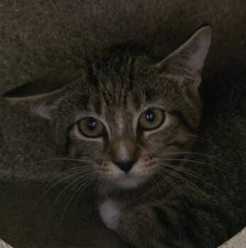 Citrine -  Domestic Short Hair Cat for Adoption in Dubuque, Iowa - Citrine | PetCurious