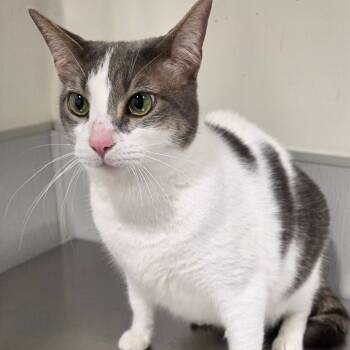 Rescue Domestic Short Hair Cats for Adoption in Tampa, Florida - Lilly Mae | PetCurious