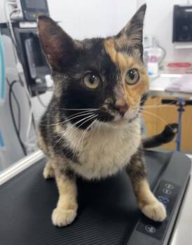 Domestic Short Hair Cats Available for Adoption - Mattie | PetCurious