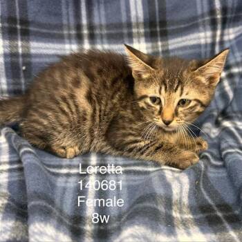Loretta -  Domestic Short Hair Cat for Adoption in New Tazewell, Tennessee - Loretta | PetCurious