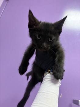 61383864 -  Domestic Short Hair Cat for Adoption in El Paso, Texas - 61383864 | PetCurious
