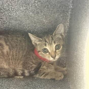 Eloise -  Domestic Short Hair Cat for Adoption in Daytona Beach, Florida - Eloise | PetCurious