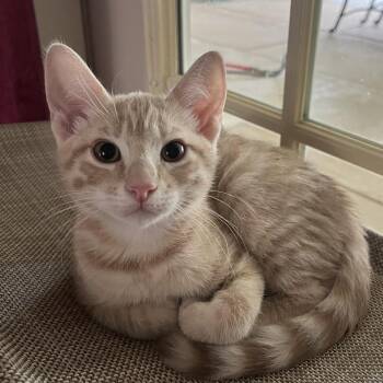 Peanut -  Domestic Short Hair Cat for Adoption in League City, Texas - Peanut | PetCurious