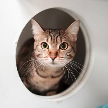 Domestic Short Hair Cats Available for Adoption in Atlanta, Georgia - Dora | PetCurious