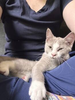 Sweetums -  Domestic Short Hair Cat for Adoption in Louisa, Virginia - Sweetums | PetCurious