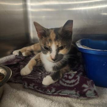 Loretta -  Domestic Short Hair Cat for Adoption in Evensville, Tennessee - Loretta | PetCurious