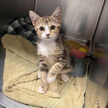 Peppa -  American Shorthair Cat for Adoption in Bethel, Connecticut - Peppa | PetCurious