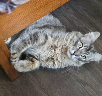 Jeremy -  Tabby and Domestic Long Hair Cat for Adoption in Vaughan, Ontario - Jeremy | PetCurious