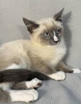 Monkey (& Marshmallow) -  Siamese Cat for Adoption in Minneapolis, Minnesota - Monkey (& Marshmallow) | PetCurious