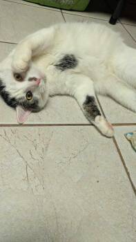 Paxton -  Tabby Cat Available for Adoption in Coventry, Connecticut - Paxton | PetCurious