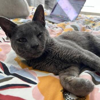 Ibiza -  Domestic Short Hair Cat for Adoption in Oakland, California - Ibiza | PetCurious
