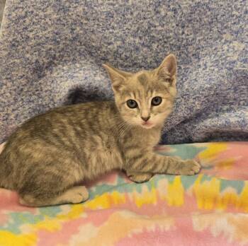 Monkey -  Domestic Short Hair Cat for Adoption in Dickson, Tennessee - Monkey | PetCurious