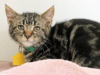 Domestic Short Hair Cats Available for Adoption in Oklahoma City, Oklahoma - DENNIS THE MENACE | PetCurious