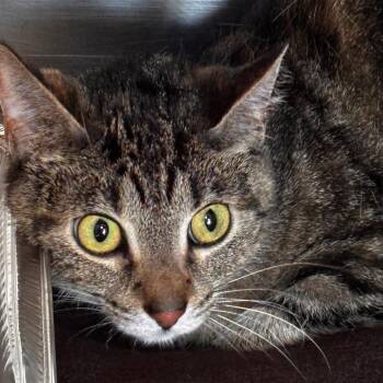 Chickadee -  Domestic Short Hair Cat for Adoption in Matteson, Illinois - Chickadee | PetCurious