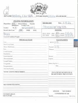 Domestic Short Hair Cats Available for Adoption in Springfield, Ohio - Hershey | PetCurious