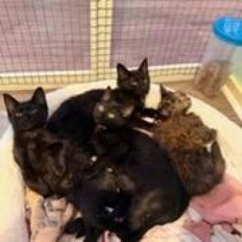 Baja Blast -  Domestic Short Hair Cat for Adoption in Mebane, North Carolina - Baja Blast | PetCurious