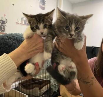 Rescue Domestic Short Hair Cats for Adoption in Hamilton Township, New Jersey - ASH | PetCurious