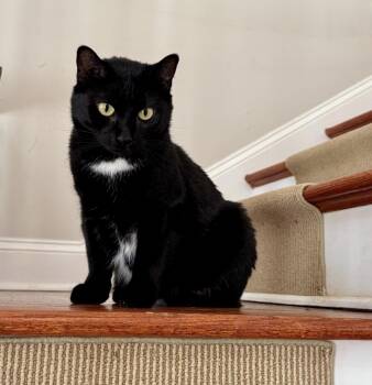 Domestic Short Hair Cats Available for Adoption - Kiki | PetCurious