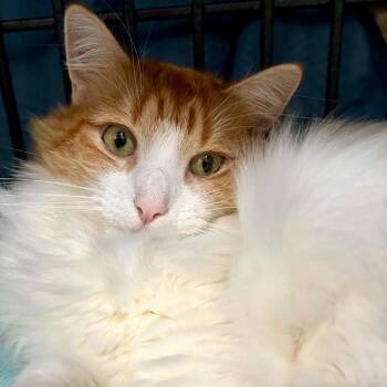 Rachel -  Domestic Long Hair Cat for Adoption in Bismarck, North Dakota - Rachel | PetCurious