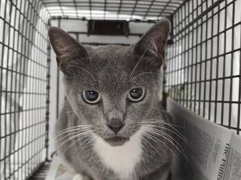 A2476932 -  Domestic Short Hair Cat for Adoption in Fort Lauderdale, Florida - A2476932 | PetCurious