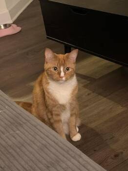 Domestic Short Hair Cats Available for Adoption in Fairfax, Virginia - Klaus And Kleo | PetCurious