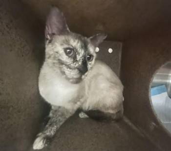 A780803 -  Domestic Short Hair Cat for Adoption in Rancho Cucamonga, California - A780803 | PetCurious