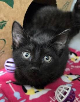 Whiny 378-26 -  Domestic Short Hair Cat for Adoption in Cumming, Georgia - Whiny 378-26 | PetCurious