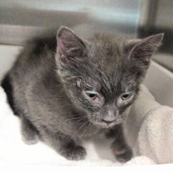 Star -  Domestic Short Hair Cat for Adoption in Reno, Nevada - Star | PetCurious