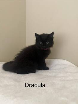 Domestic Medium Hair Cats Available for Adoption in Ferndale, Michigan - Dracula | PetCurious