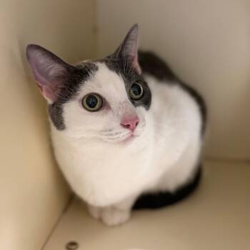 Lucia -  Domestic Short Hair Cat for Adoption in Sarasota, Florida - Lucia | PetCurious