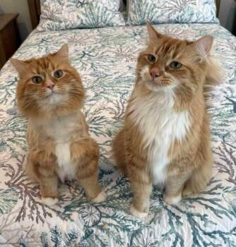 Maine Coon Cats Available for Adoption in Greensboro, North Carolina - Lambert | PetCurious