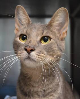Uncle Grandpa -  Domestic Short Hair Cat for Adoption - Uncle Grandpa | PetCurious