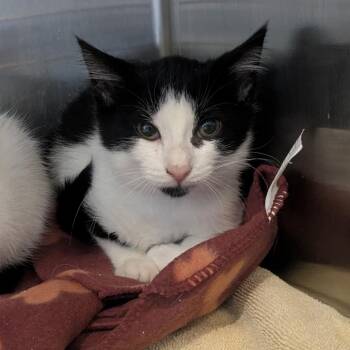 Raider -  Domestic Short Hair Cat for Adoption in Birmingham, Alabama - Raider | PetCurious