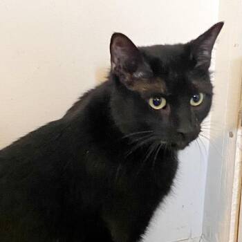 Domestic Short Hair Cats Available for Adoption - Big D | PetCurious