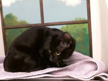 LUCERITO -  Domestic Short Hair Cat for Adoption in Houston, Texas - LUCERITO | PetCurious