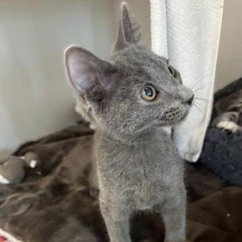 Seal -  Domestic Short Hair Cat for Adoption in Phoenix, Arizona - Seal | PetCurious