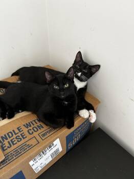 Porscha MW -  Domestic Short Hair Cat for Adoption in Greenville, South Carolina - Porscha MW | PetCurious