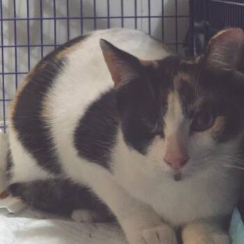 Domestic Short Hair Cats Available for Adoption - Alley | PetCurious