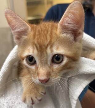 Zander -  Domestic Short Hair Cat for Adoption in Honolulu, Hawaii - Zander | PetCurious