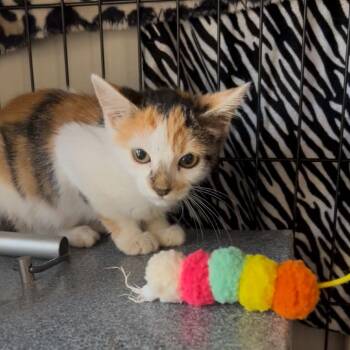 Rescue Domestic Short Hair Cats for Adoption in Leander, Texas - Sasha | PetCurious