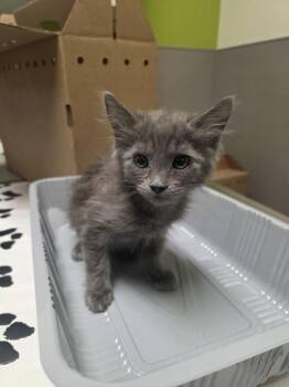 Domestic Medium Hair Cats Available for Adoption in Las Vegas, Nevada - RUFFLES | PetCurious