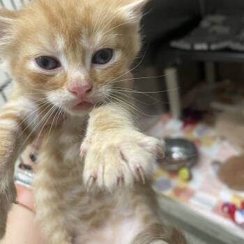 Enzo -  Domestic Short Hair Cat for Adoption in Gloucester, Virginia - Enzo | PetCurious