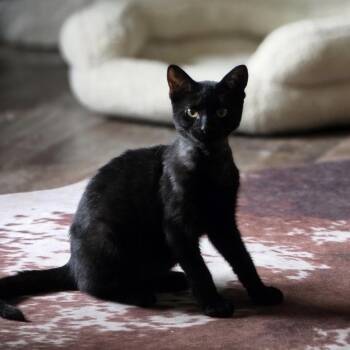 Smokey Coal -  Bombay and Domestic Short Hair Cat for Adoption in Wyandotte, Michigan - Smokey Coal | PetCurious